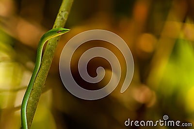 Slim green snake hangs at branch in Sigharaja Forest, Sri Lanka Stock Photo