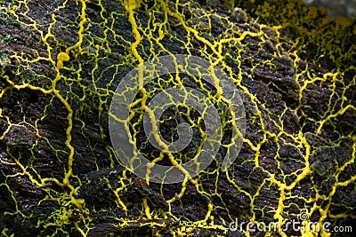 Slime mold Stock Photo