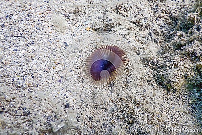Slime tube worm Myxicola infundibulum sea bottom Stock Photo