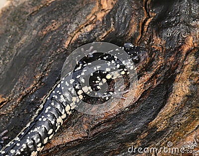 Slimy Salamander Stock Photo