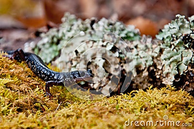 Slimy Salamander Stock Photo