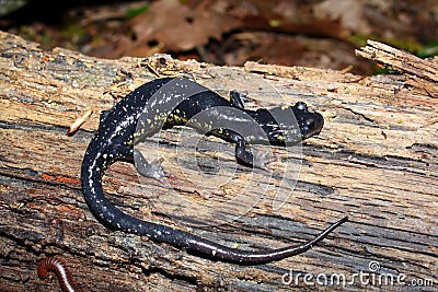 Slimy Salamander (Plethodon glutinosus) Stock Photo