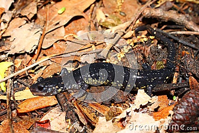 Slimy Salamander (Plethodon glutinosus) Stock Photo