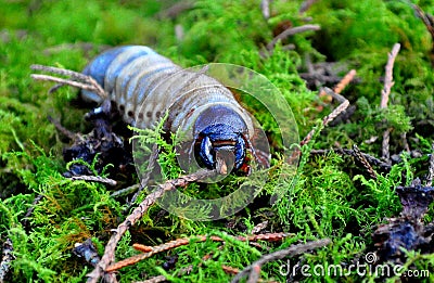 Slimy yet satisfying Stock Photo