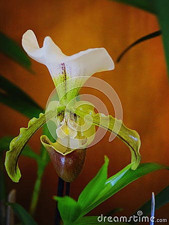 Slipper Orchid and blurred green leaves on orang background Stock Photo