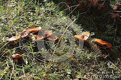 Slippery jack edible bolete mushrooms Stock Photo