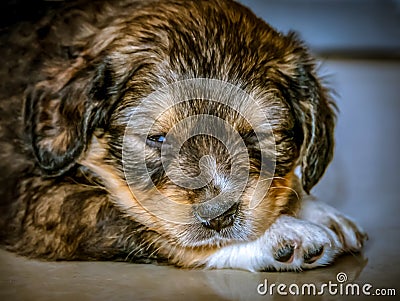 Sleepy puppy Stock Photo