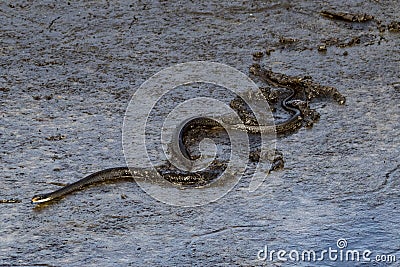 Slithery Black Snake crawls in the Mud Stock Photo