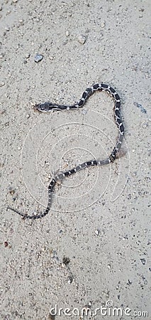 Slithery snake spots Stock Photo
