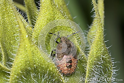 Sloe bug, dolycoris baccarum Stock Photo