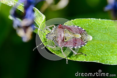 Sloe bug, dolycoris baccarum Stock Photo