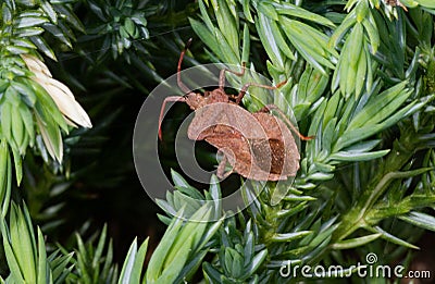 Sloe Bug dolycoris baccarum on conifer Stock Photo