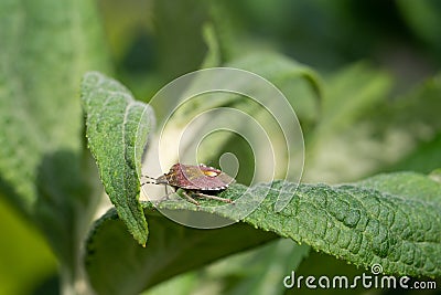 Sloe Bug, Dolycoris baccarum Stock Photo