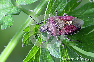 Sloe Bug, Dolycoris baccarum Stock Photo