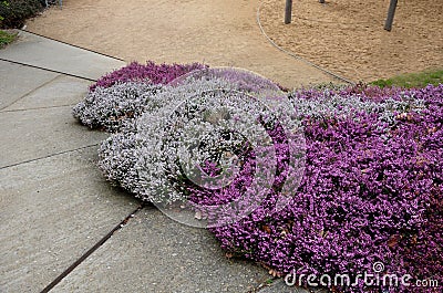 Slope garden with heather near concrete sidewalk zigzagging with park. stands in dense clumps. in the background bushes yellow flo Stock Photo