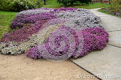 Slope garden with heather near concrete sidewalk zigzagging with park. stands in dense clumps. in the background bushes yellow flo Stock Photo