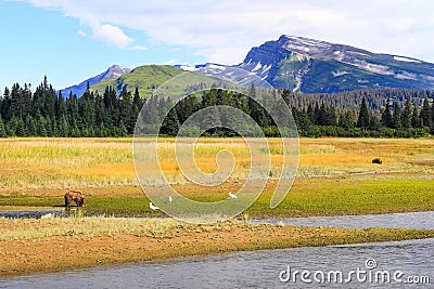 Slope Mountain Lake Clark Alaska Brown Bears Stock Photo