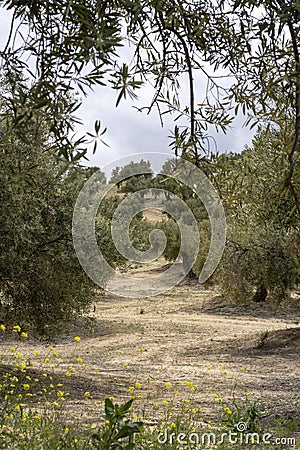 Slopes of the mountains of JaÃ©n with rows of olive trees and dandelion Stock Photo