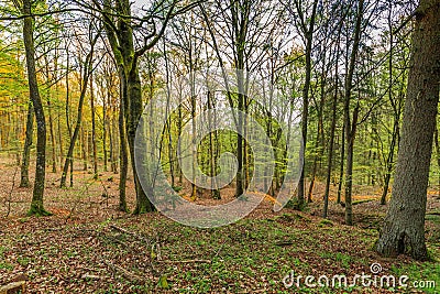 Slopes withe trees in spring landscape in the German Eifel region near to Gerolstein, Germany Stock Photo
