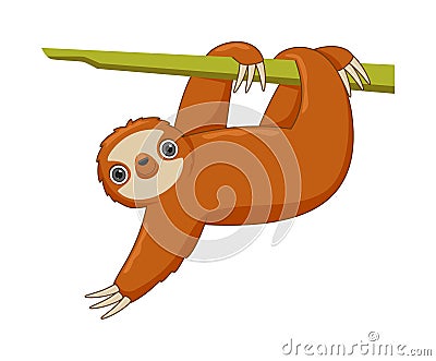 Sloth animal standing on a white background Vector Illustration