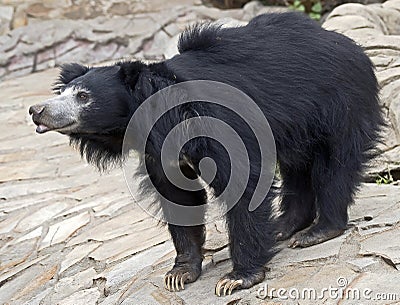 Sloth bear 7 Stock Photo