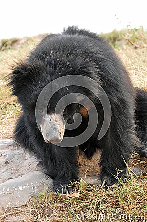 sloth bear Stock Photo