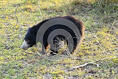 Sloth bear, also known as stickney or labiated bear Stock Photo