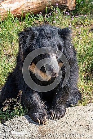 A sloth bear Melursus ursinu, also called the Stickney bear Stock Photo