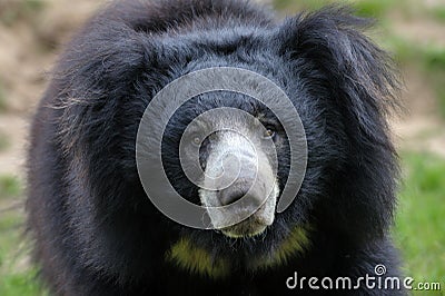 Sloth bear (Melursus ursinus) Stock Photo