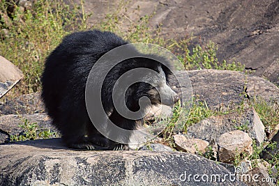 Sloth Bear, Melursus Ursinus. Daroji Bear Sanctuary, Ballari district, Karnataka Stock Photo