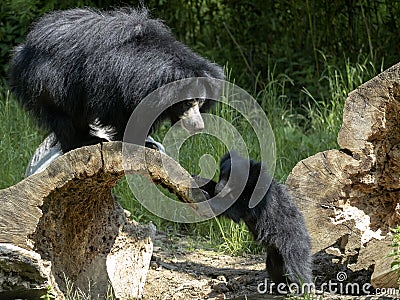 Sloth Bear, Melursus ursinus, female with cub Stock Photo