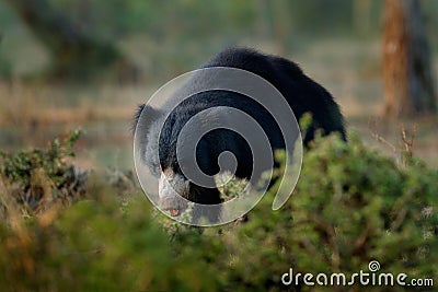 Sloth bear, Melursus ursinus, Ranthambore National Park, India. Wild Sloth bear nature habitat, wildlife photo. Dangerous black an Stock Photo