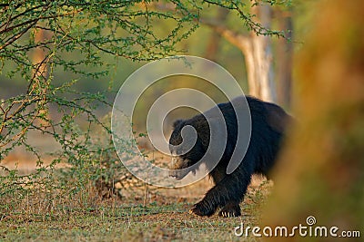 Sloth bear, Melursus ursinus, Ranthambore National Park, India. Wild Sloth bear nature habitat, wildlife photo. Dangerous black an Stock Photo