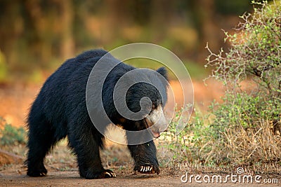 Sloth bear, Melursus ursinus, Ranthambore National Park, India. Wild Sloth bear nature habitat, wildlife photo. Dangerous black an Stock Photo