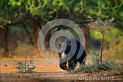 Sloth bear, Melursus ursinus, Ranthambore National Park, India. Wild Sloth bear nature habitat, wildlife photo. Dangerous black an Stock Photo