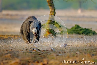 Sloth bear, Melursus ursinus, Ranthambore National Park, India. Wild Sloth bear nature habitat, wildlife photo. Dangerous black an Stock Photo