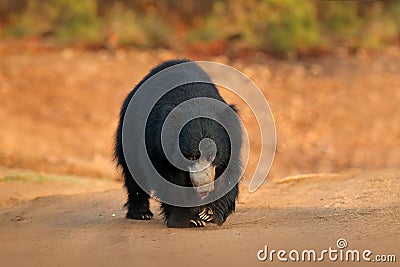 Sloth bear, Melursus ursinus, Ranthambore National Park, India. Wild Sloth bear staring directly at camera, wildlife photo. Danger Stock Photo