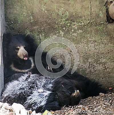 Sloth bear Melursus ursinus resting in a den Stock Photo