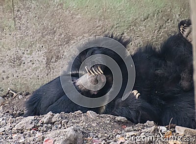 Sloth bear Melursus ursinus resting in a den Stock Photo