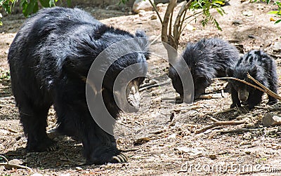 Sloth Bear and Pups Stock Photo