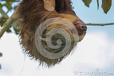 A sloth in the Cahuita National Park Stock Photo