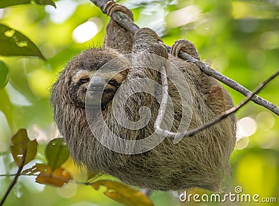 Sloth In Costa Rica Stock Photo