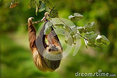 Sloth in nature habitat. Beautiful Hoffmanâ€™s Two-toed Sloth, Choloepus hoffmanni, climbing on the tree in dark green forest Stock Photo