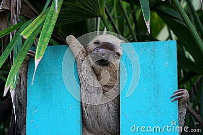 Sloth sitting on a fence in Costa Rica Stock Photo