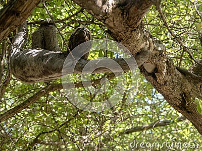 The Sloth three toed, Bradypus tridactylus, in the city park in Stock Photo