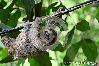 Young Sloth hanging on a cable. Stock Photo