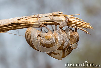 Slough off, molt of cicada,insect molting Stock Photo