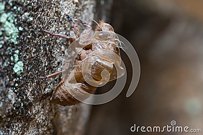Slough off, molt of cicada,insect molting Stock Photo