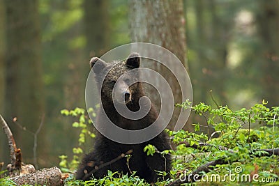 Slovenian bear Stock Photo