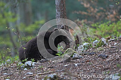 Slovenian bear Stock Photo